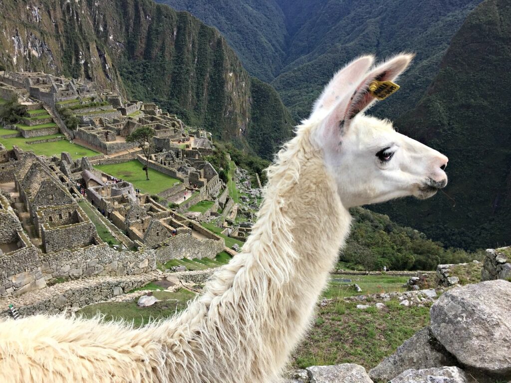 llama, machu picchu, peru-1911541.jpg